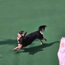 댕댕이맘마 | 우리 댕댕이 쉼표 찾았다! 구미애견호텔 정착각