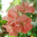 나비야(NABIYA) 이미지