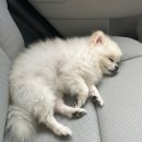 사계절 애견 켄넬 | 강아지 카시트 추천 프레피펫 풀커버 애견카시트 후기