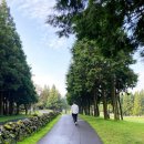 브릿지 | 제주 나인브릿지 숙박 후기 - 룸 컨디션, 산책로 전경