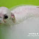 퍼피앤유 이미지