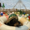 코코스퀘어 | 실내애견동반쇼핑몰 다산현대아울렛 코코스퀘어 다녀온 후기