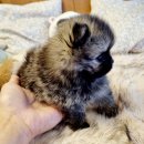 우리애견 | 부천 애견분양후기, 우리 집 새 식구를 만난 설렘 가득한 이야기