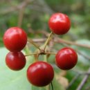 개인(용달)화물 이미지