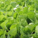 종성농장 이미지