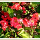 춤의정원 이미지