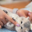 강남고양이분양캣프렌즈