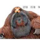 예대복사 이미지