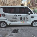 막둥이애견