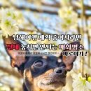 멍마르뜨언덕애견펜션