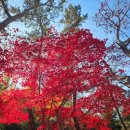 인천대공원(다목적광장) 이미지