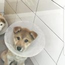 마송동물병원 이미지