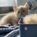 고양이가정분양 자체브리딩 니팅캣 이미지