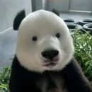 비다브로우