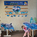 벨루가