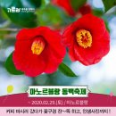 제주)마노르블랑 동백축제 이미지