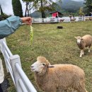 초향기 | 충북 향토음식경연대회 대상 '초향기칼국수' 내돈내산 솔직후기