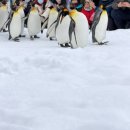 멍그루밍 | [ 삿포로 | 1월 말 북해도 폭설 후기. 오타루 , 베에이투어, 아사히야마 동물원 꿀팁 ]