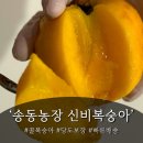 꿀맛농장 | 신비복숭아 언제 먹어야 맛있을까?|별점 높은 송동농장 복숭아 솔직 후기