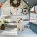 해피데이애견 이미지