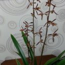 꽃보다 보세 이미지