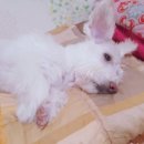 개꿈꾸는 고양이 이미지