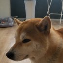 선한동물약국 이미지