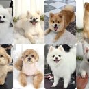 애견미용 이미지