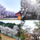 2026.4.5. 초막골,왕송호수,서호,화성행궁,광교원천신대저수지 벚꽃번개 이미지