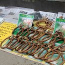 소양강코뚜레