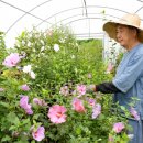 무궁화농장 이미지