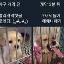 요단성의 | 야린이의 키움vs한화 야구 직관 후기 (feat. 고척돔)
