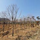 계수나무 이미지