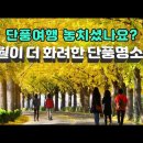 [11월이 절정인 단풍명소] 11월이 되어야 물드는 전국 유명 단풍명소 19곳 (서울단풍 충청권 남부지역) 이미지