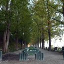 황금빛 가로수길 이미지