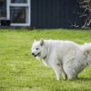 쌀강아지 이미지