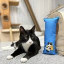 청구그린세탁 | 아무리보아도 봉이를 모델로한듯한 이노펫 캣닢쿠션