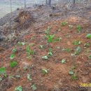 참수농장 이미지