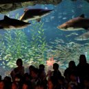 생태전문생태야생태 이미지