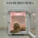 붐애견 | 강아지 펫드라이룸 추천 털말리기 편한 붐펫 애견 드라이기 한달 관리 후기