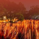 예스PC | 함안 낙화축제 2026 예약 가격 위치 예스24 예매방법 팁