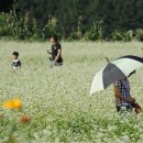 축제의 바다 이미지