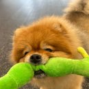 와이즈독 아카데미 이미지