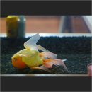 준원수산질병관리원 | U 금붕어일기 :: 서경수산질병관리원 입원 및 부레병 치료