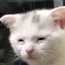 얏호