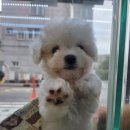 펫 중개소 이미지