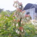 싱싱팜농장 이미지