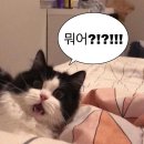 힘센 풍천 민물장어 / 내돈내산 강북 미아 왕특대 민물장어 후기 (생선은 대대익선)