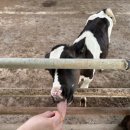 번창목장 이미지