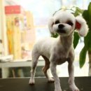 해시도그 이미지